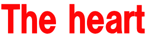 The heart